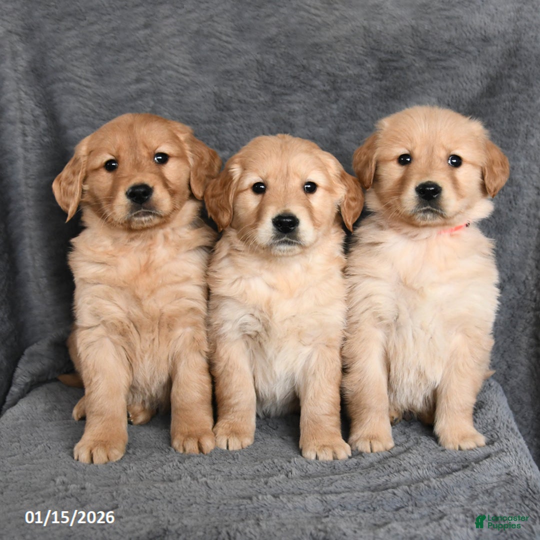 Golden Retriever dogs for sale: Charlie - Ad 3