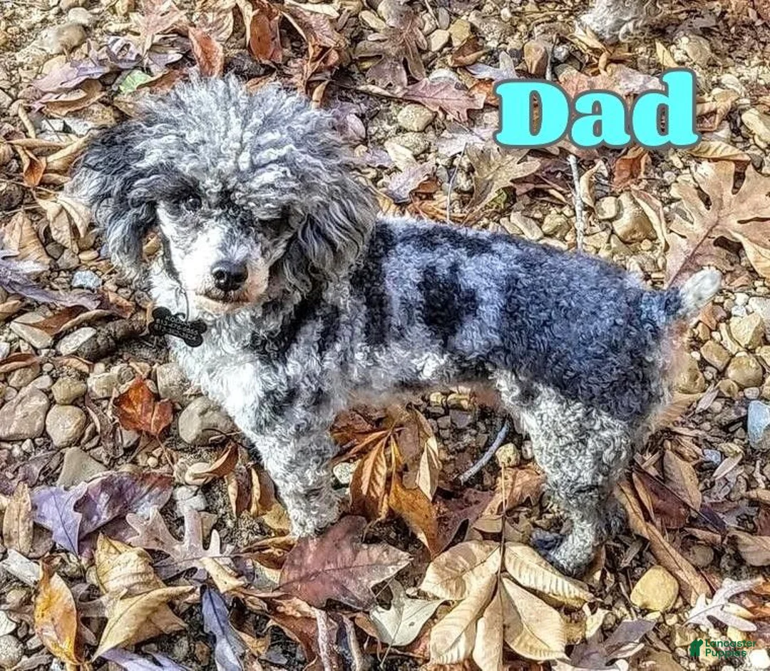 Bichpoo dogs for sale: Lulu - Ad 8