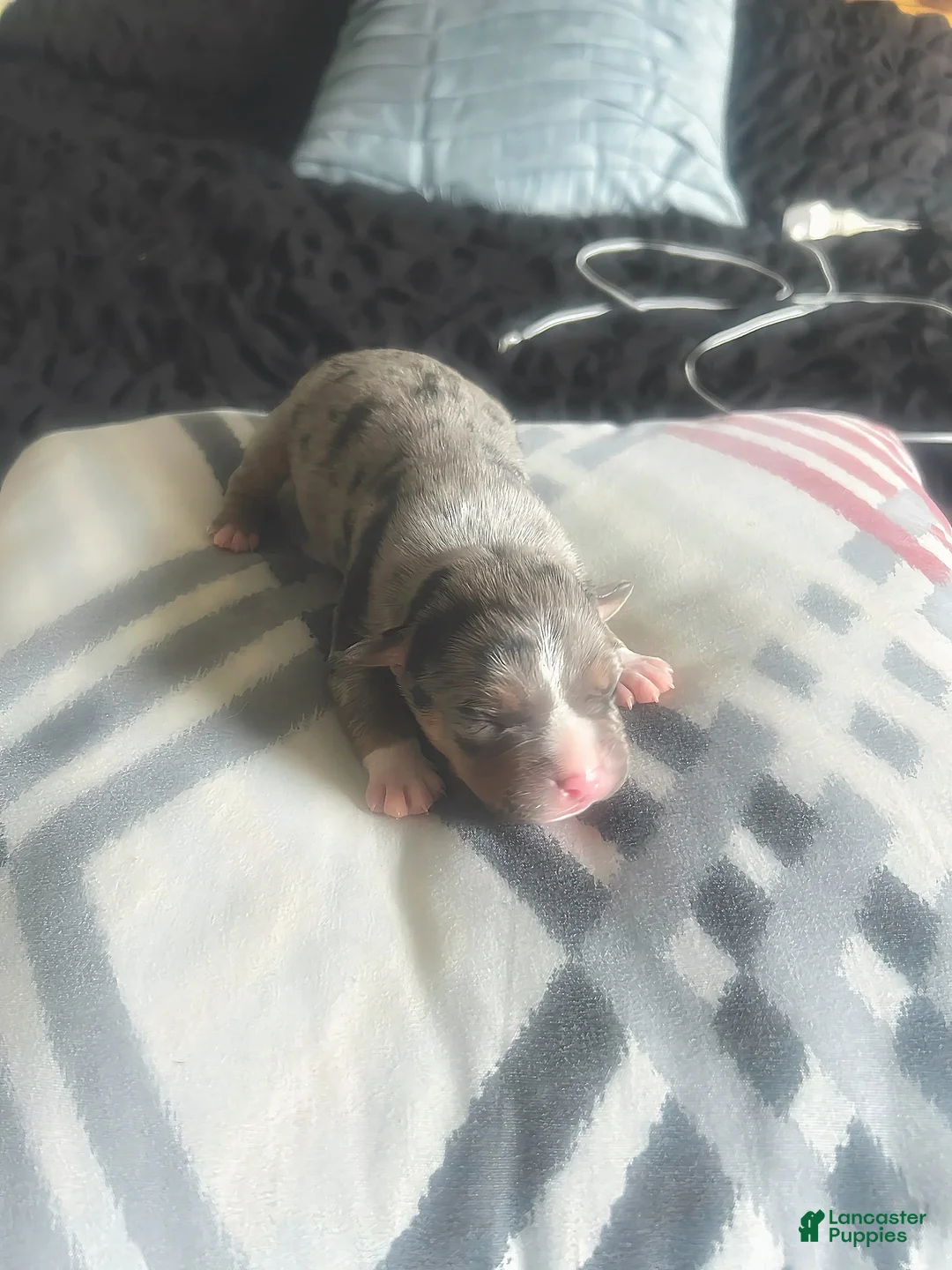 American Bully dogs for sale: American Bully 3 - Ad 4
