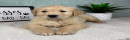 Golden Retriever dogs for sale: George  - Ad 5