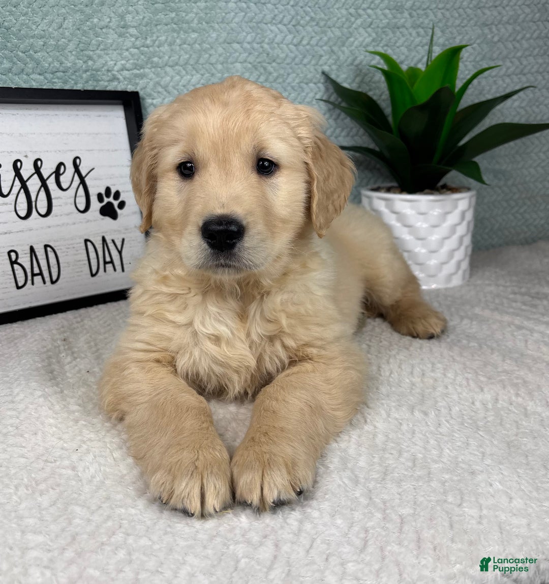 Golden Retriever dogs for sale: George  - Ad 5
