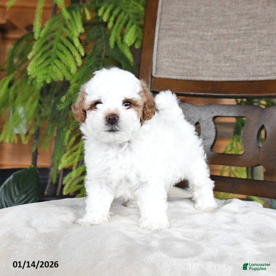 Maltipoo dogs Jewel - Ad 31