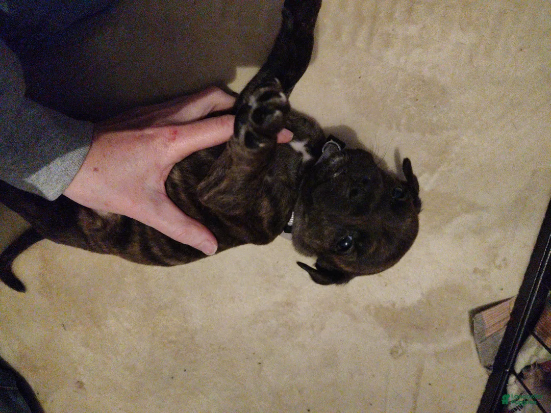 Mixed Breed dogs for sale: Grey collar  - Ad 3