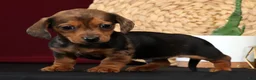 Miniature Dachshund dogs for sale: Neil Special Needs - Ad 3