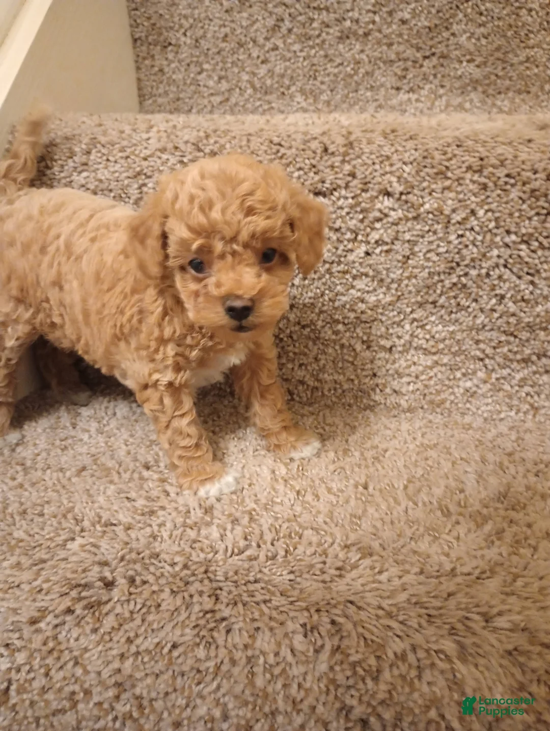 Toy Poodle dogs for sale: Mocha - Ad 1
