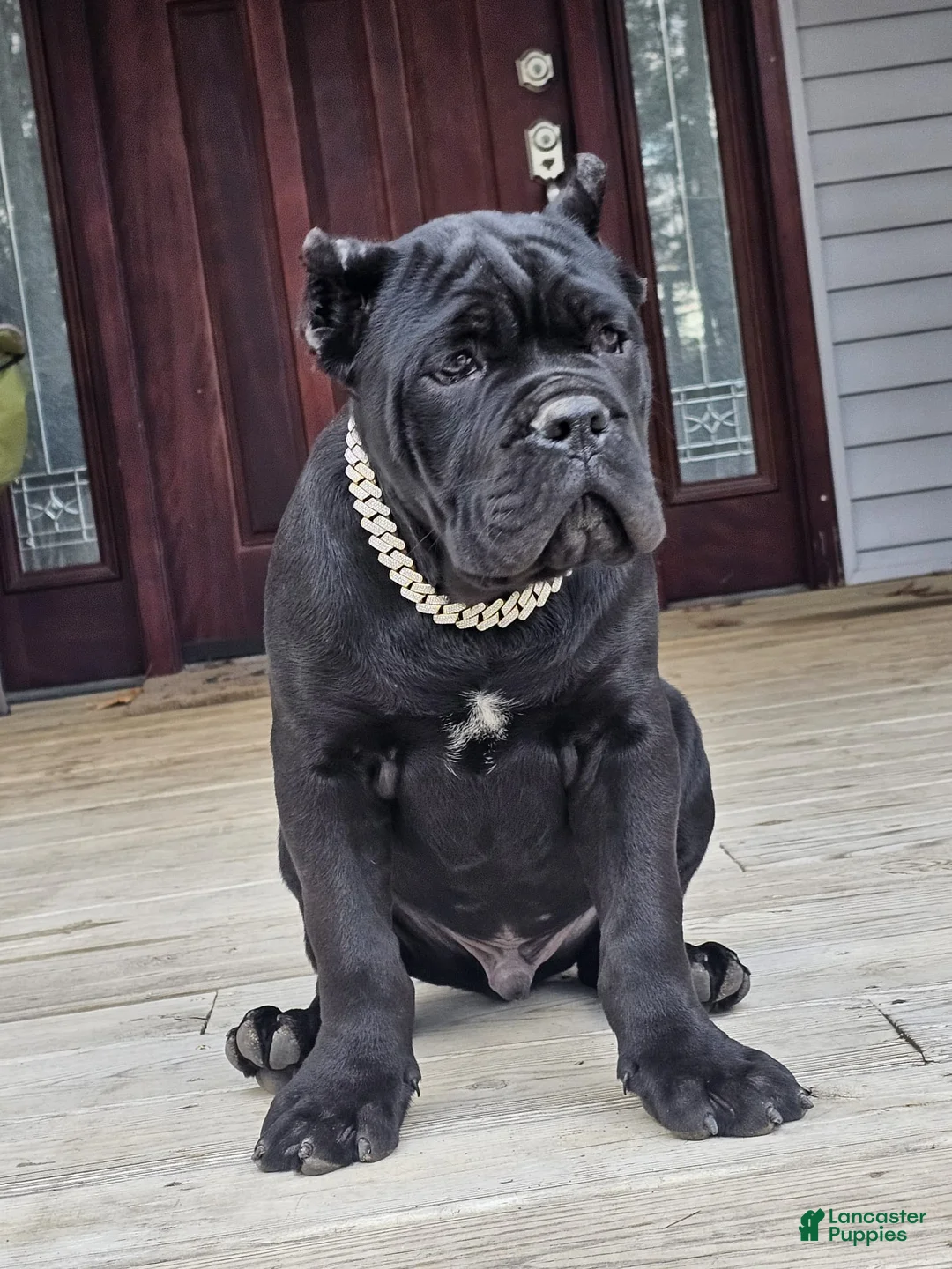 Cane Corso dogs for sale: ZEUS - Ad 24