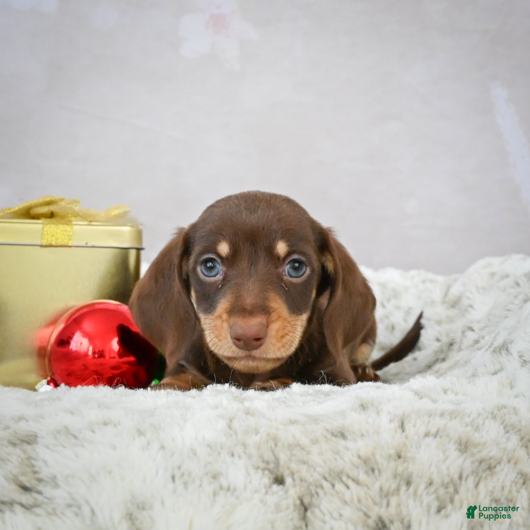 Miniature Dachshund dogs for sale: Maverick - Ad 8