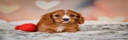 Cavapoo dogs for sale: DUKE - Ad 2