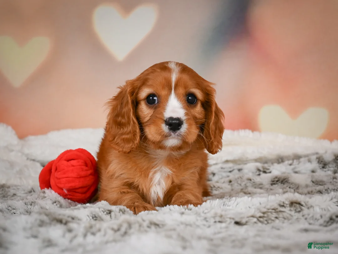 Cavapoo dogs for sale: DUKE - Ad 2