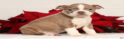 Boston Terrier dogs for sale: Riley - Ad 4