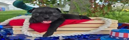 Olde English Bulldogge dogs for sale: Woody - Ad 10