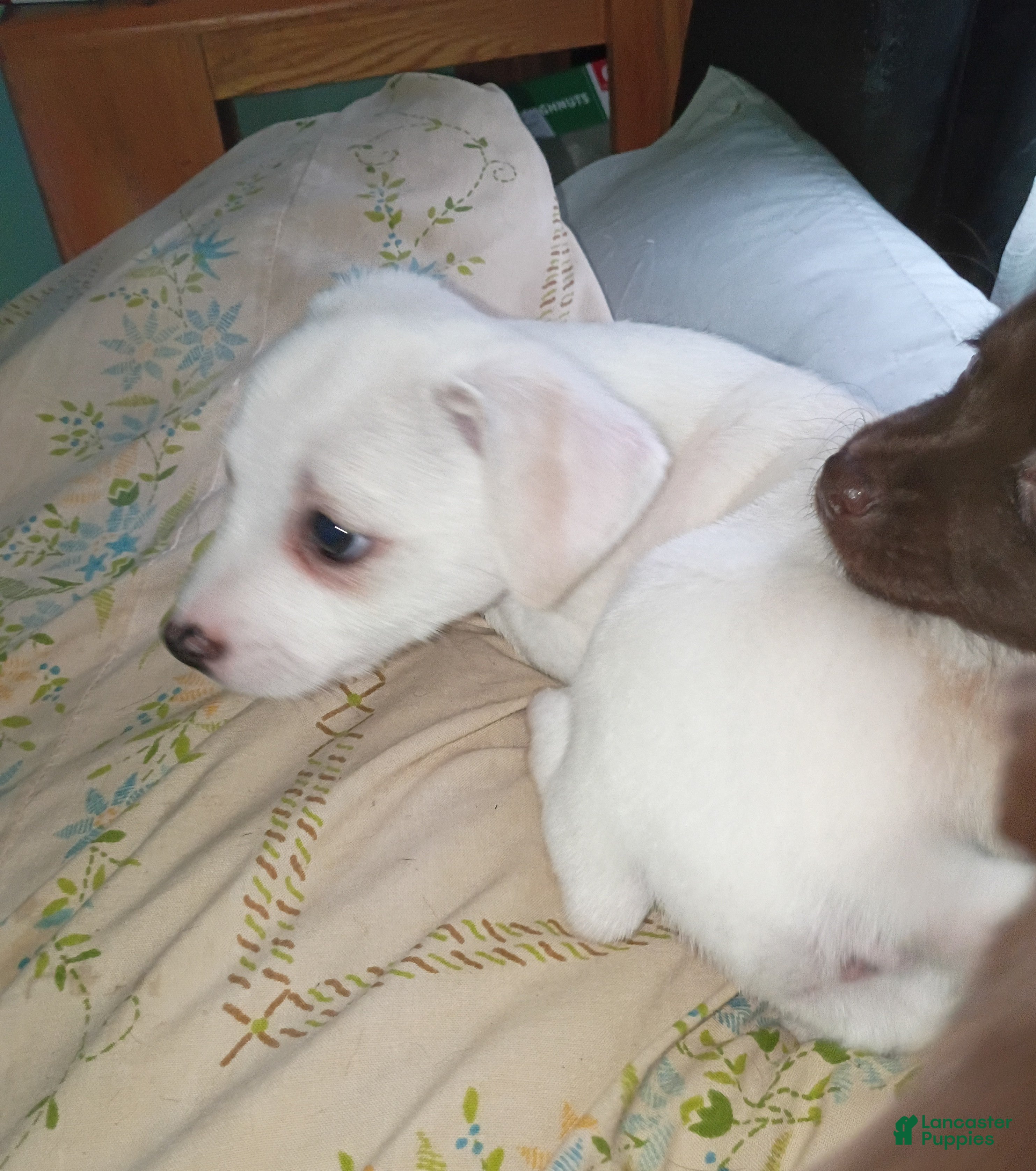 Mixed Breed dogs Mixed Breed 2 - Ad 21