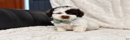 Toy Poodle dogs for sale: Oreo - Ad 3