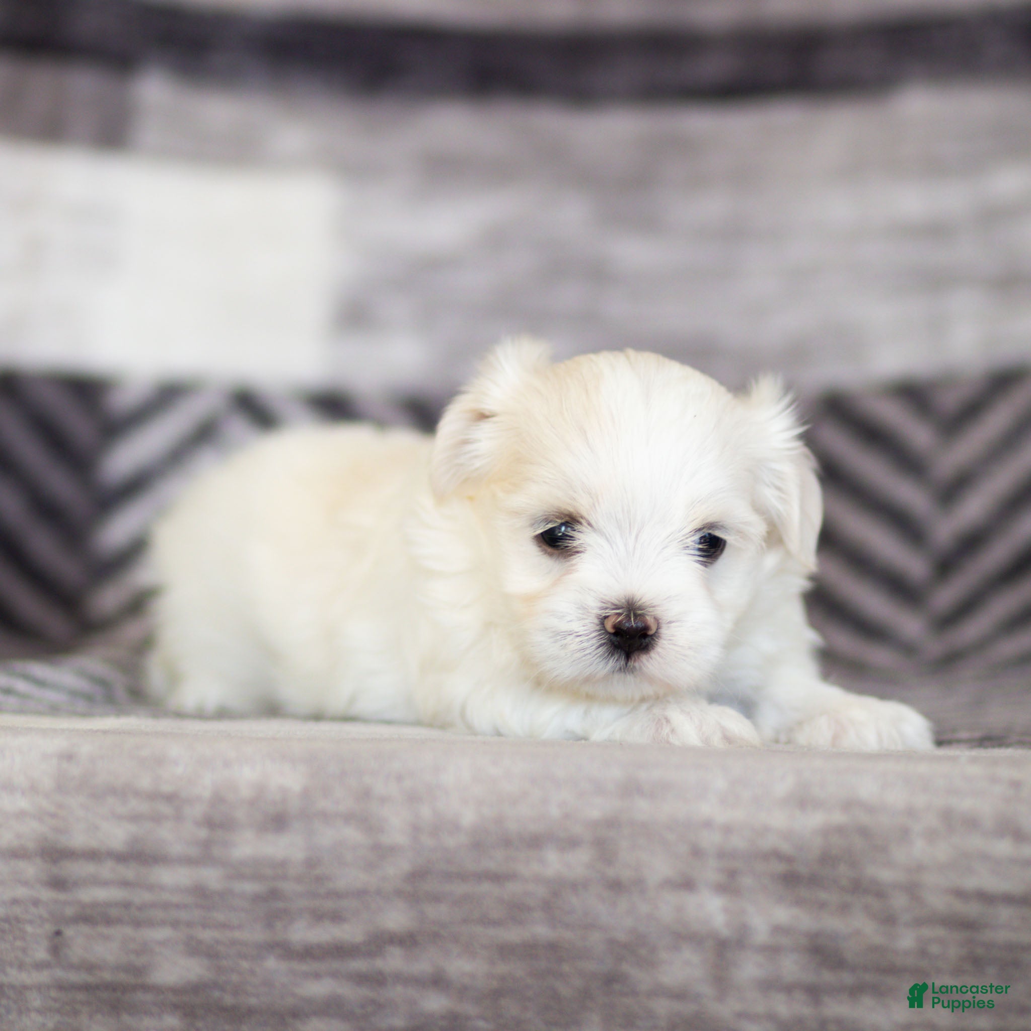 Maltese dogs Maggie Maltese Puppy  - Ad 1