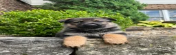 German Shepherd dogs for sale: Maple - Ad 5