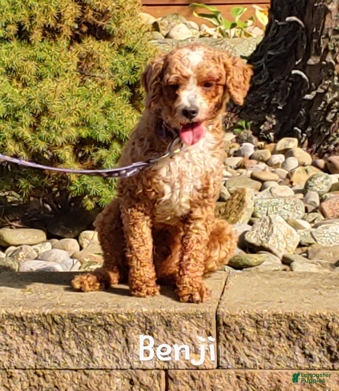 Miniature Poodle dogs for sale: Falcon - Ad 13