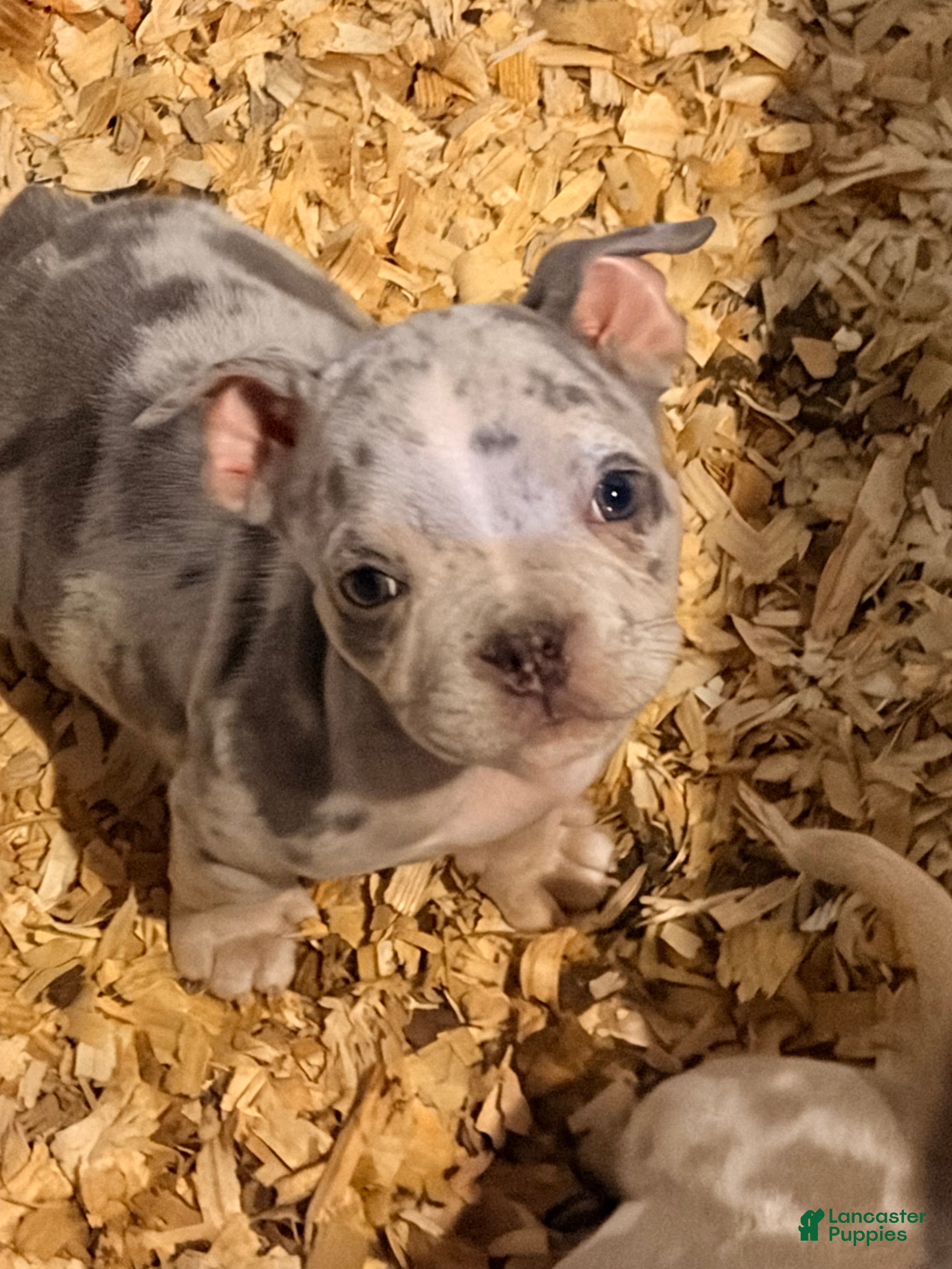 American Bully dogs American Bully Puppy 4 - Ad 6