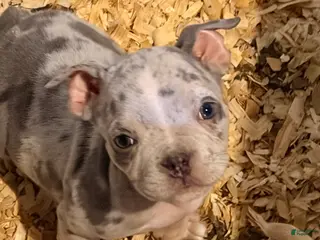 American Bully dogs American Bully Puppy 4 - Ad 2