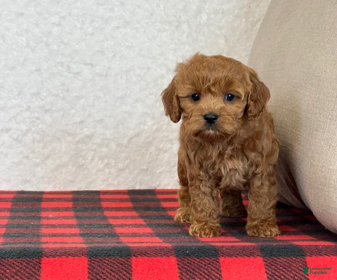 Cavapoo dogs for sale: Casey - Ad 11