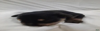 AKC Cutie Pie
