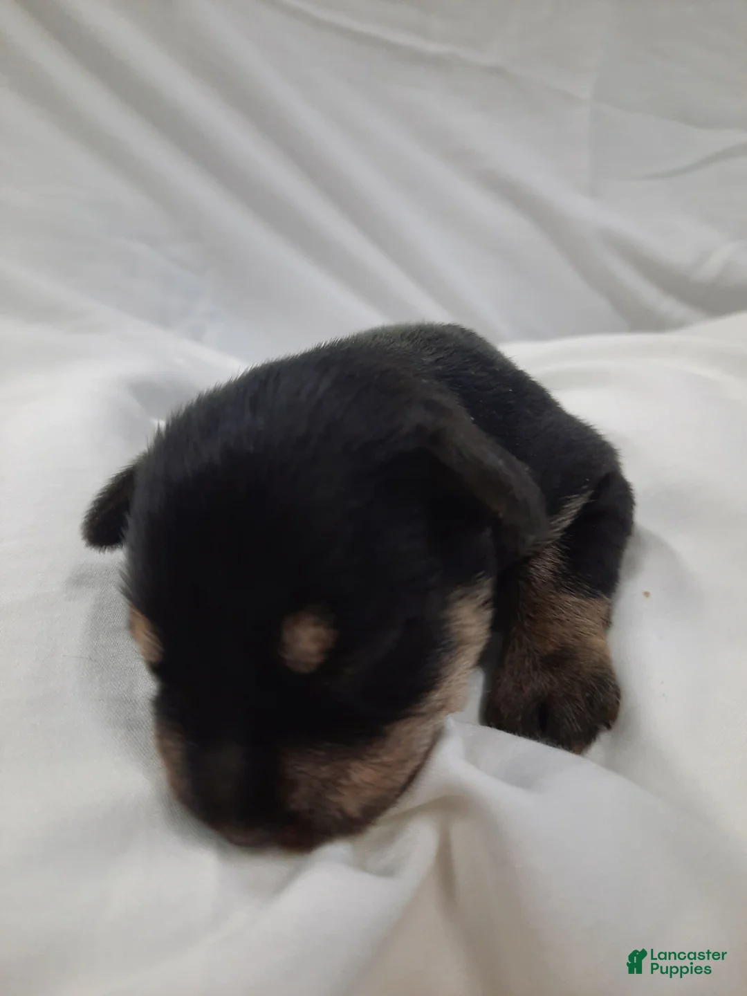 Miniature Schnauzer dogs for sale: AKC Cutie Pie - Ad 1