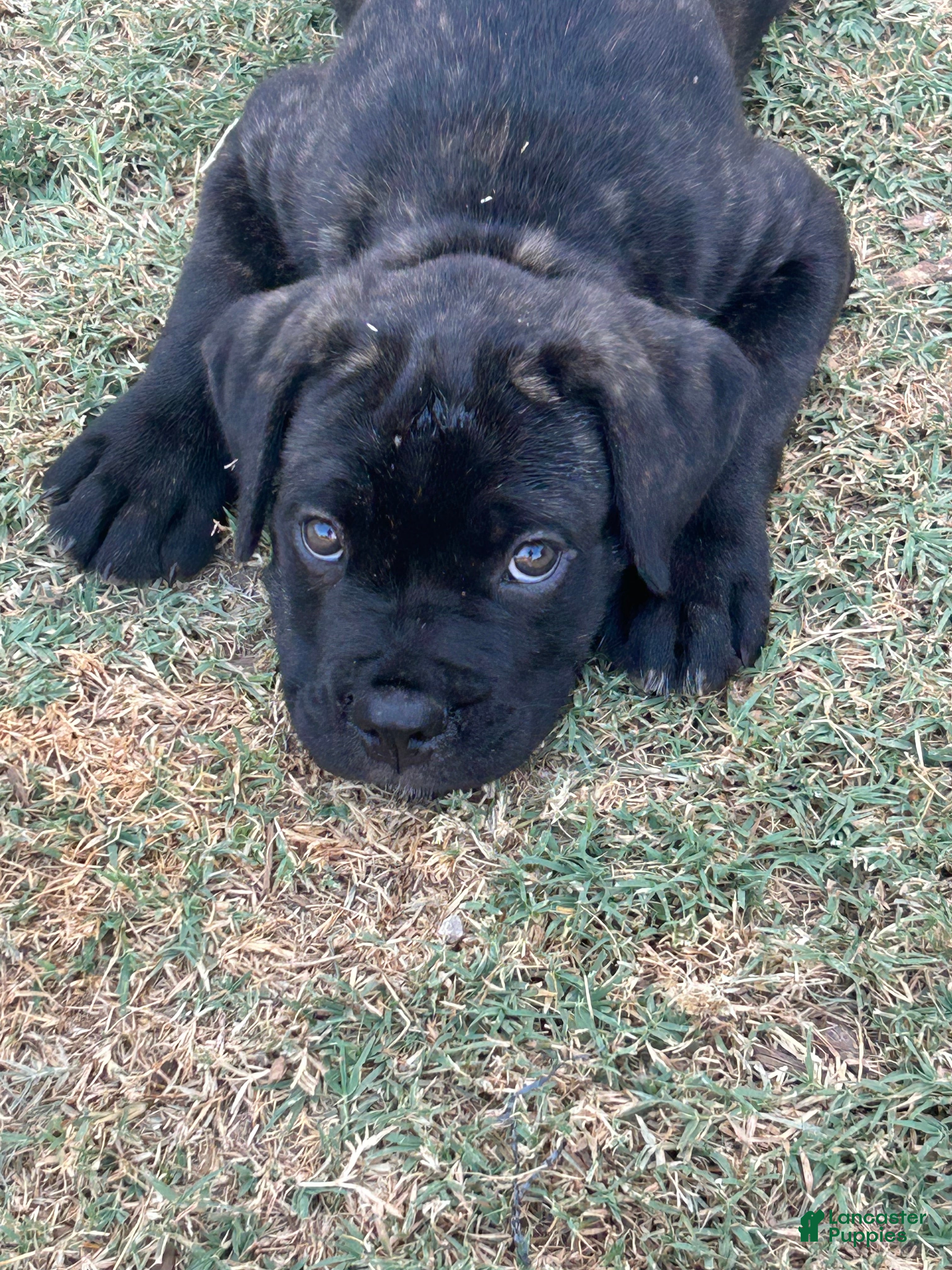 Cane Corso dogs Cane Corso 4 - Ad 1