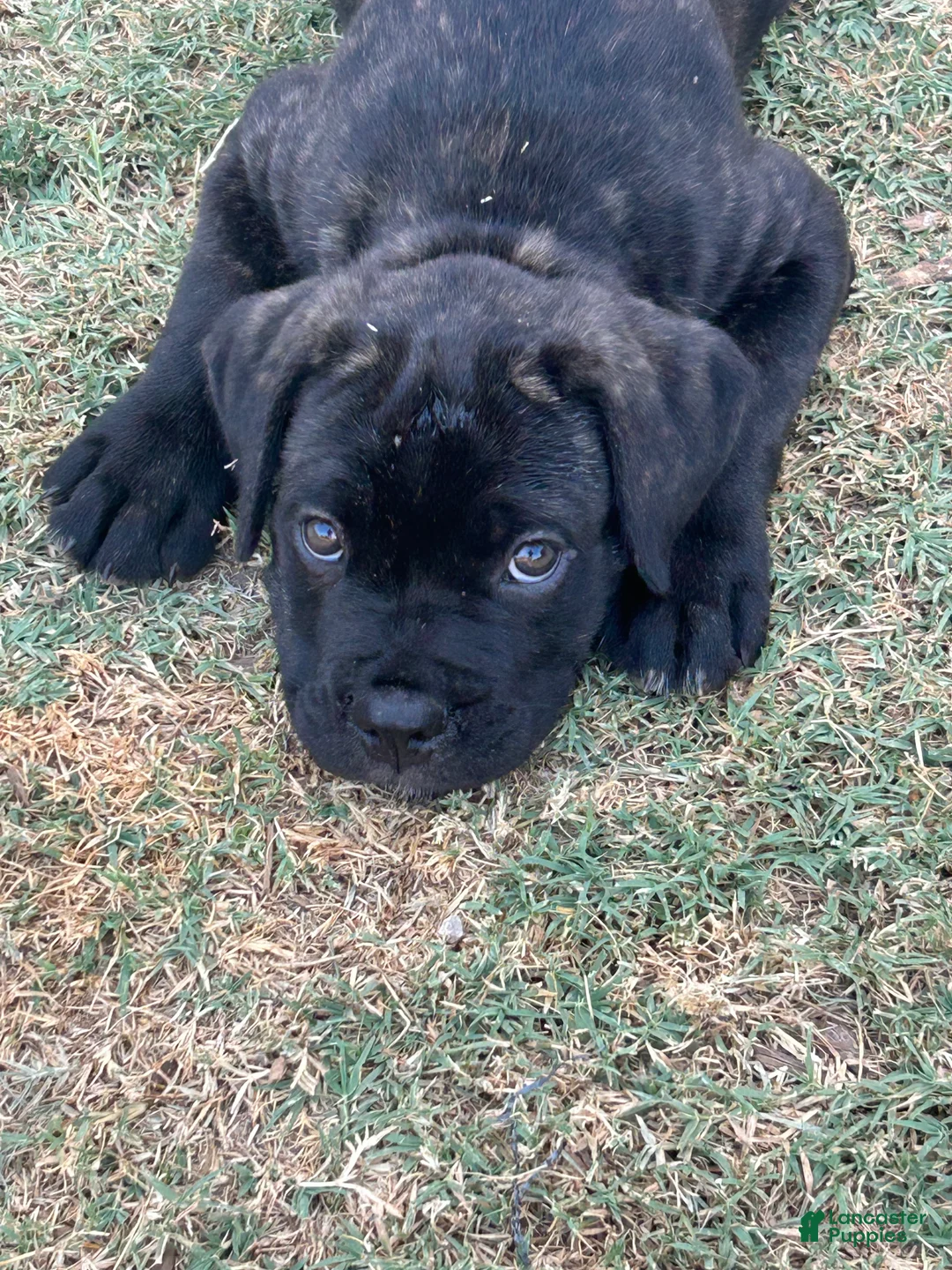 Cane Corso dogs for sale: Cane Corso 4 - Ad 1