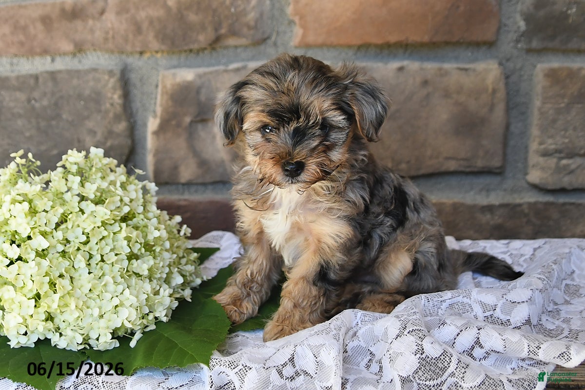 Yorkiepoo dogs Oscar - Ad 1