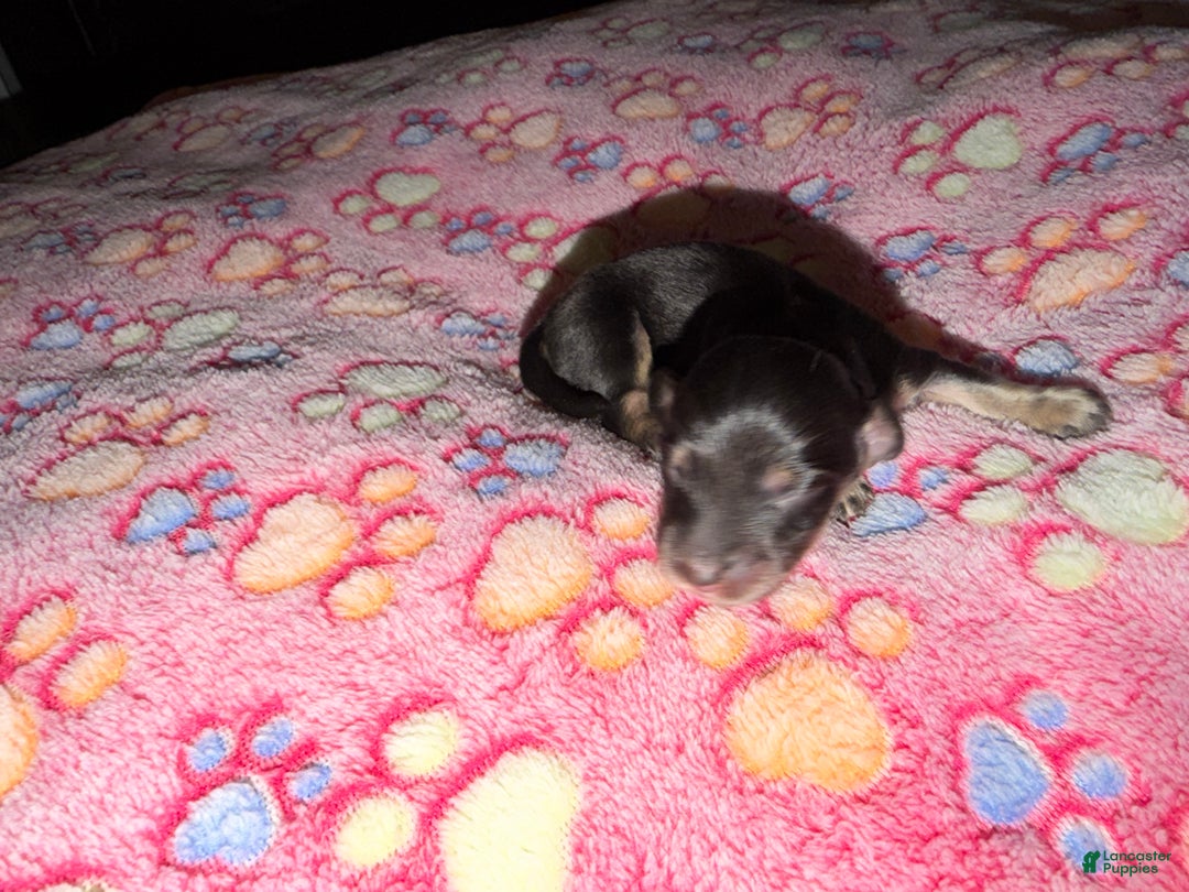 Miniature Dachshund dogs for sale: Cream - Ad 48