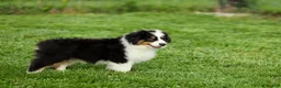Miniature Australian Shepherd dogs for sale: Lathan Miniature Australian Shepherd Puppy  - Ad 3