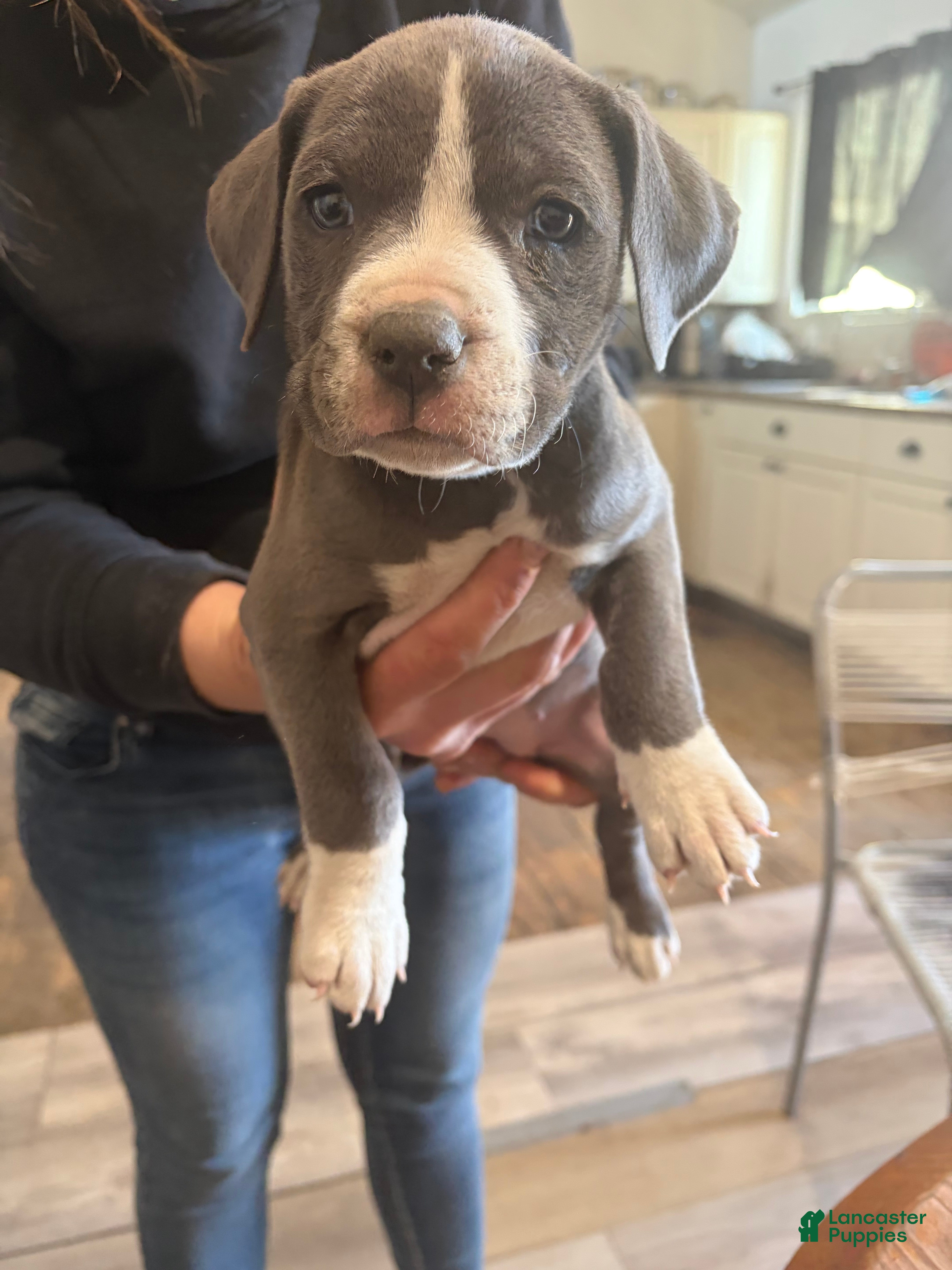 American Bully dogs American Bully 1 - Ad 14