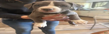 American Bully 1