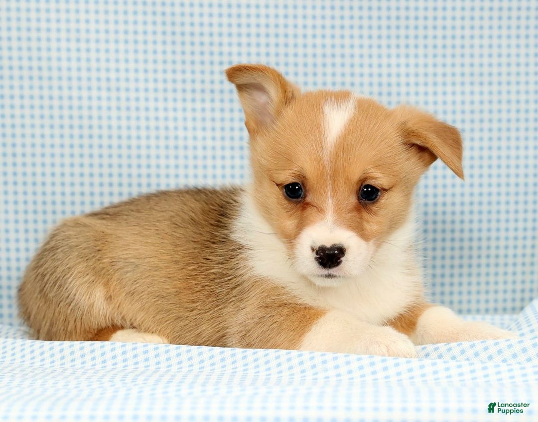 Welsh Corgi Pembroke dogs for sale: Wade - Ad 1