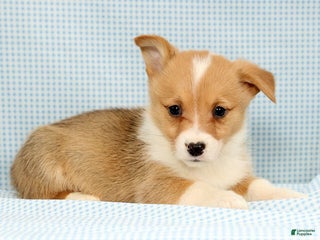 Welsh Corgi Pembroke dogs Wade - Ad 25