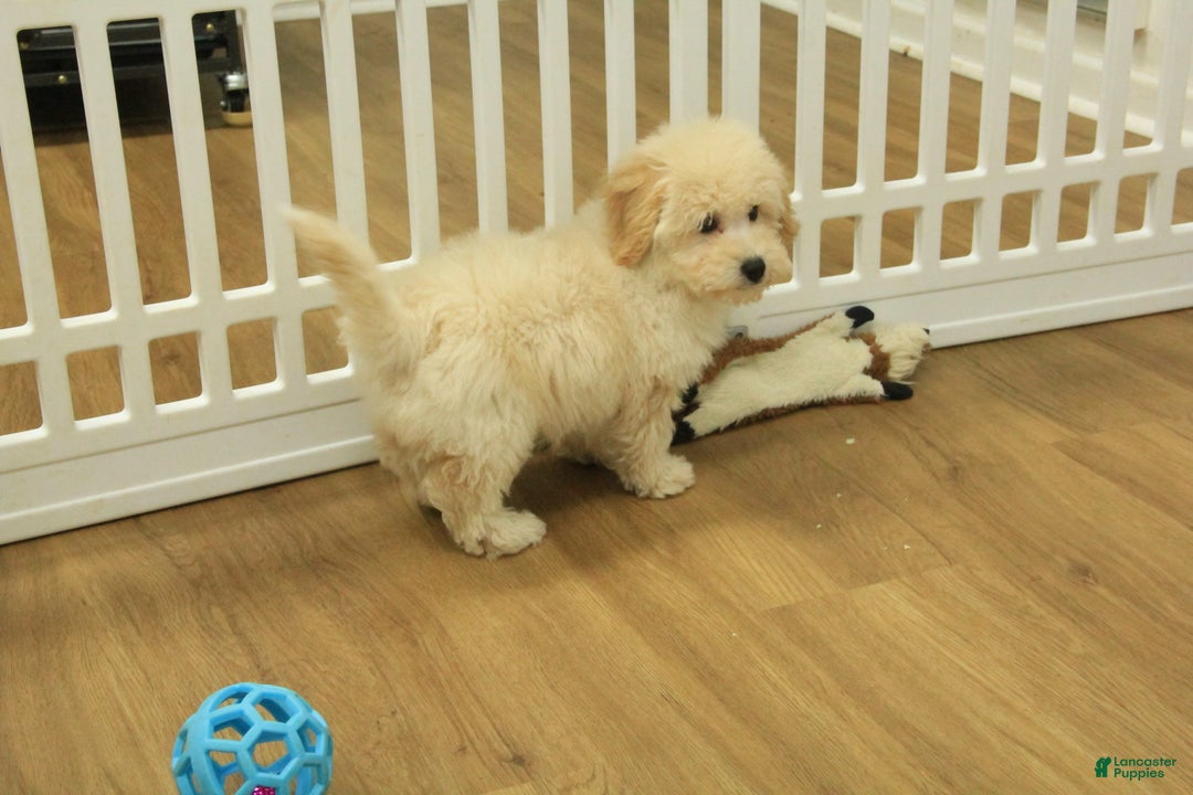 Bichpoo dogs for sale: River - Ad 3