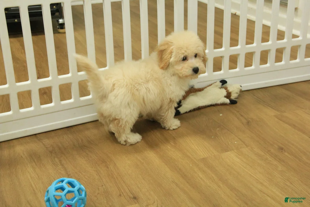 Bichpoo dogs for sale: River - Ad 3