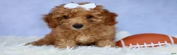 Miniature Poodle dogs for sale: WALTER - Ad 11