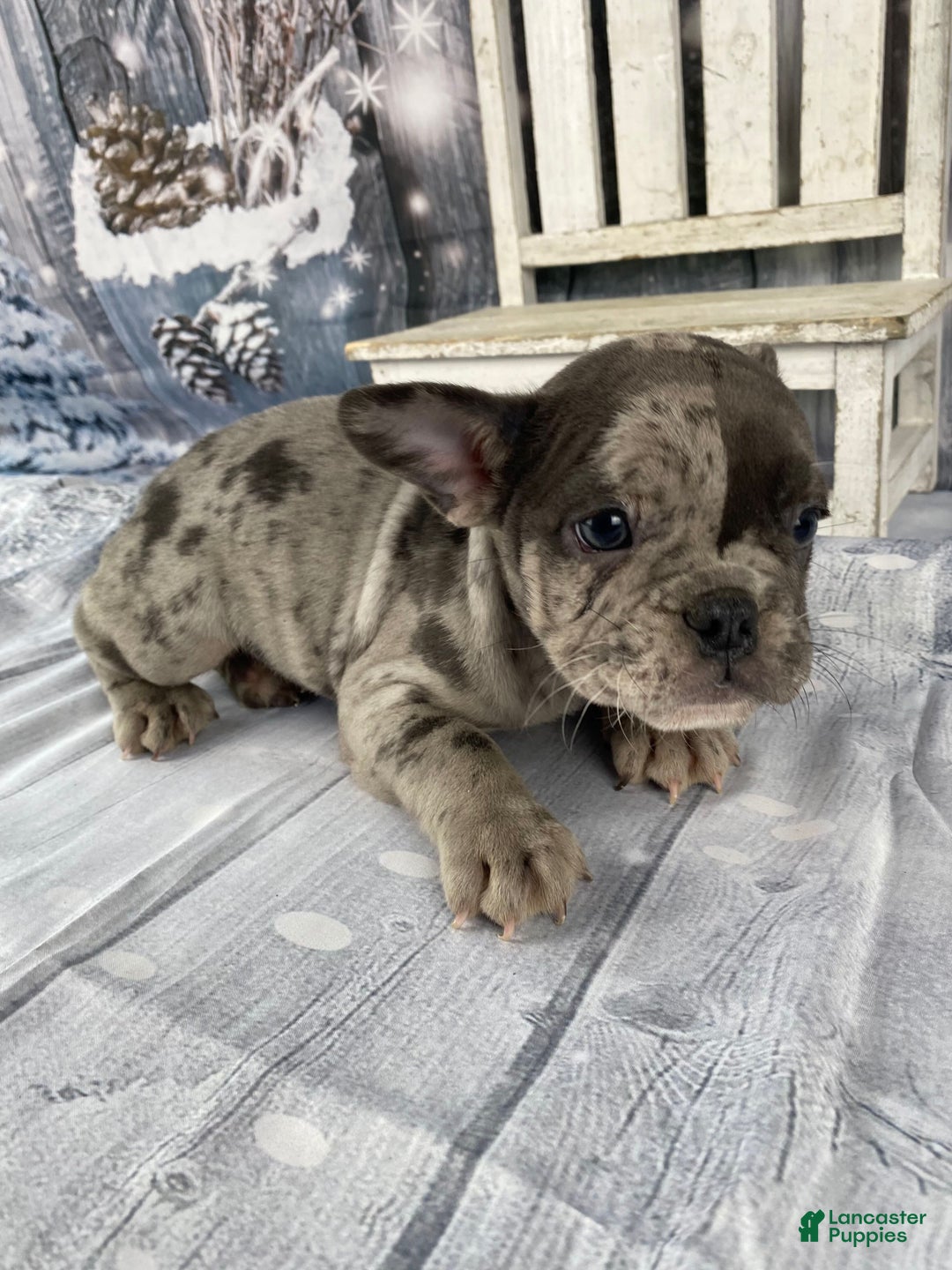 Mixed Breed dogs for sale: Betty - Ad 10