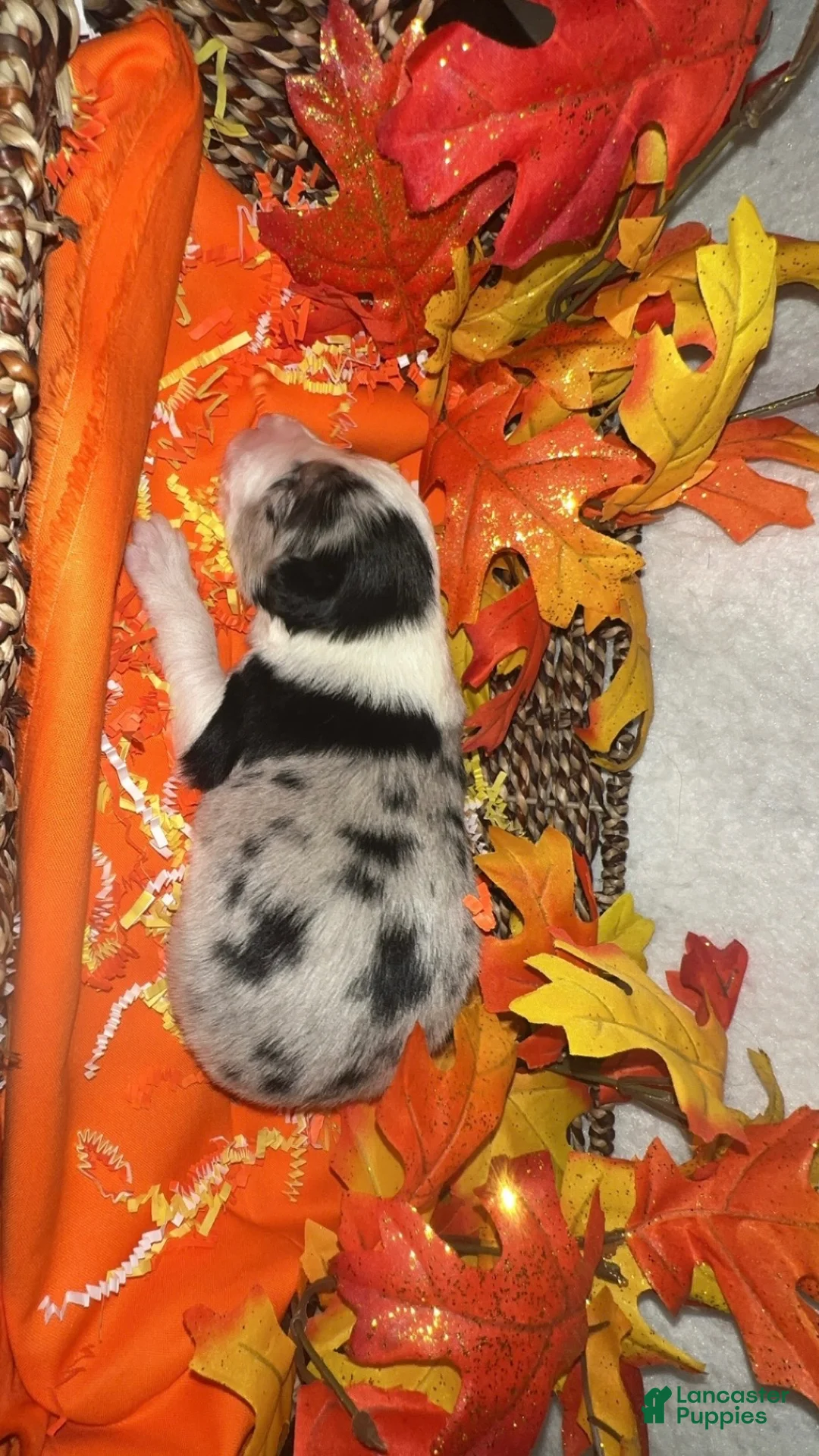 Border Collie dogs for sale: Rocky  - Ad 2