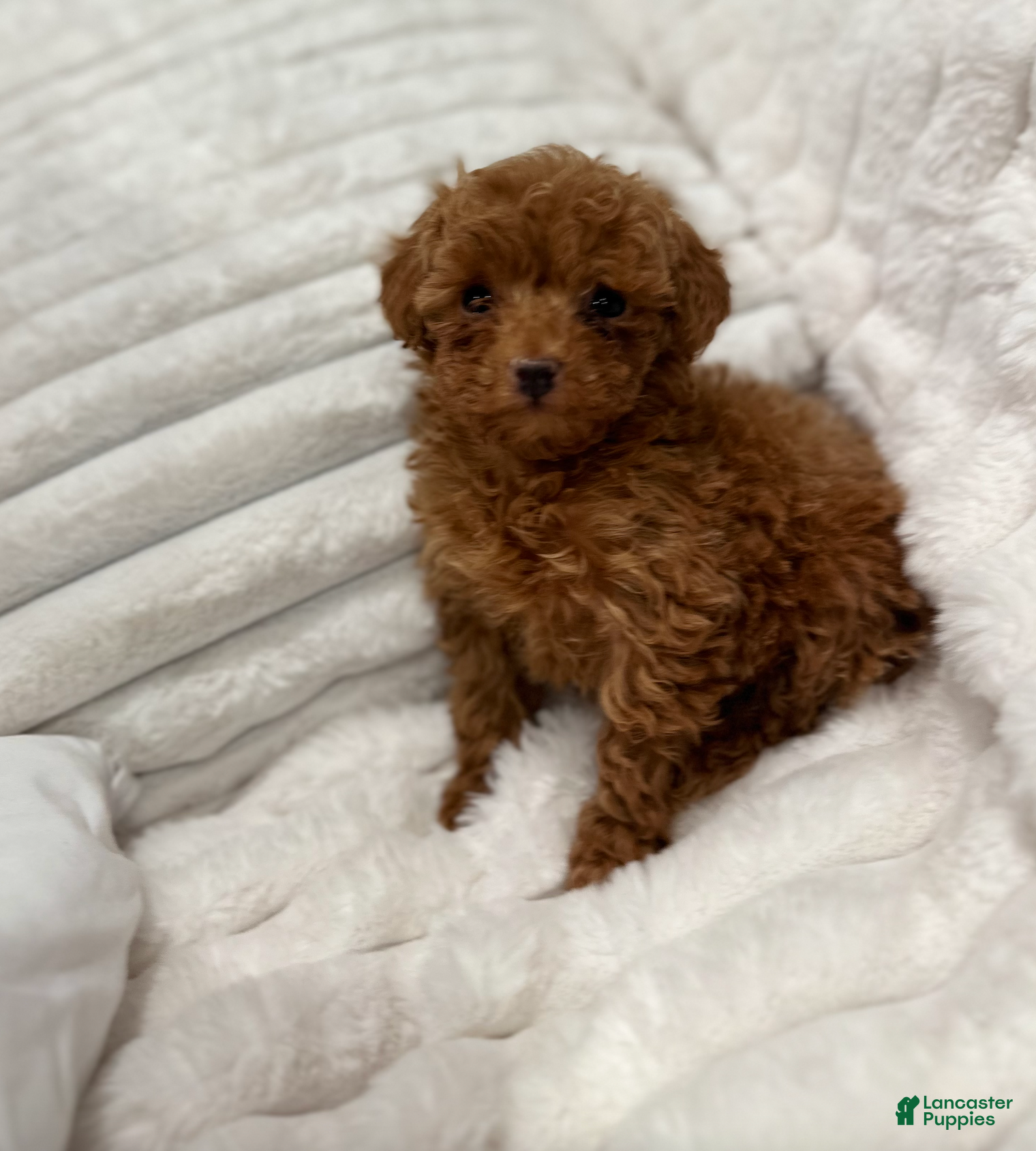 Toy Poodle dogs ZEUS- AKC GENETICALLY TESTED POTTY TRAINING - Ad 2