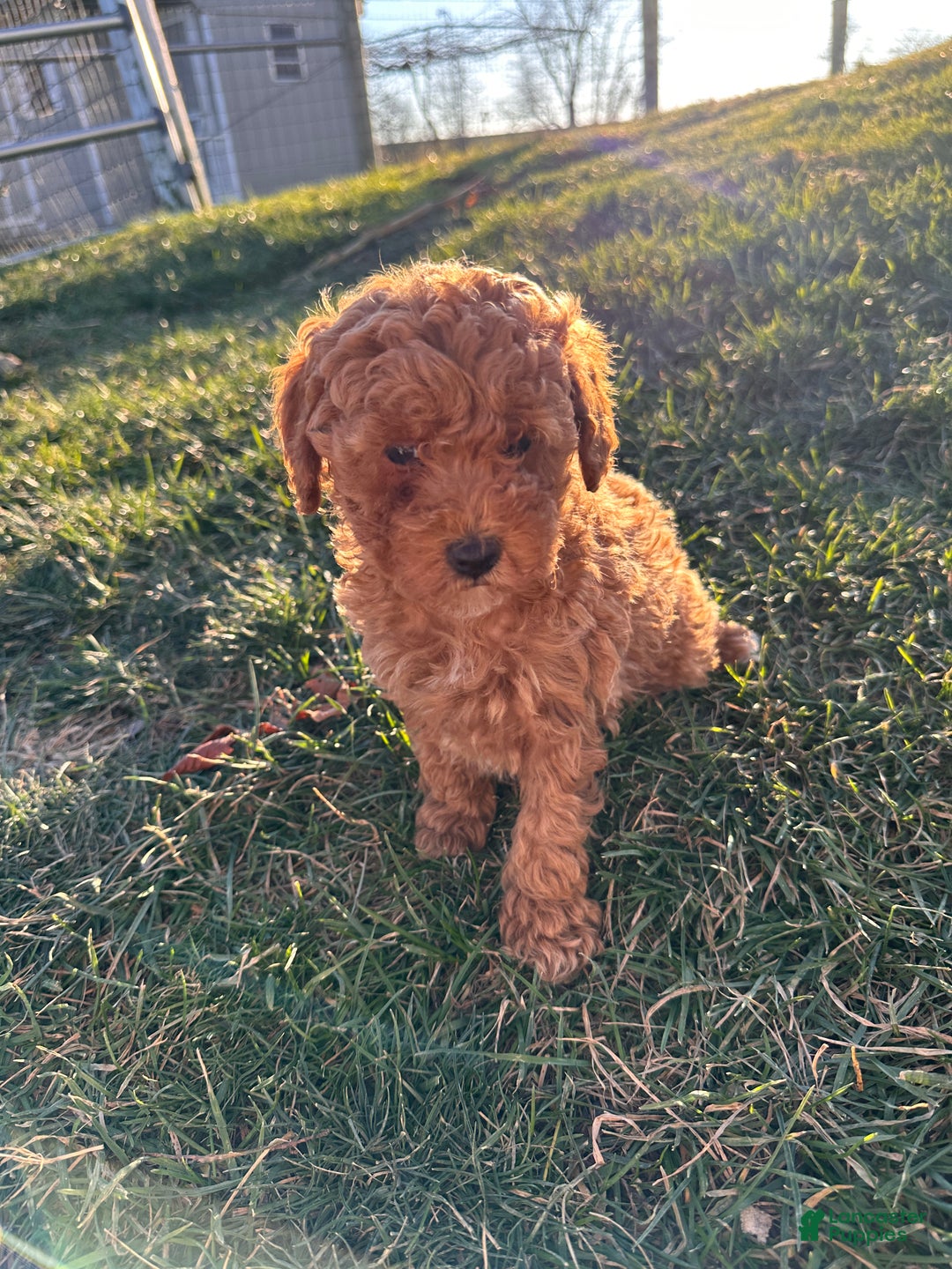 Toy Poodle dogs for sale: Coco- AKC POTTY TRAINED - Ad 9