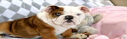 English Bulldog dogs for sale: English Bulldog Puppy 1 - Ad 8