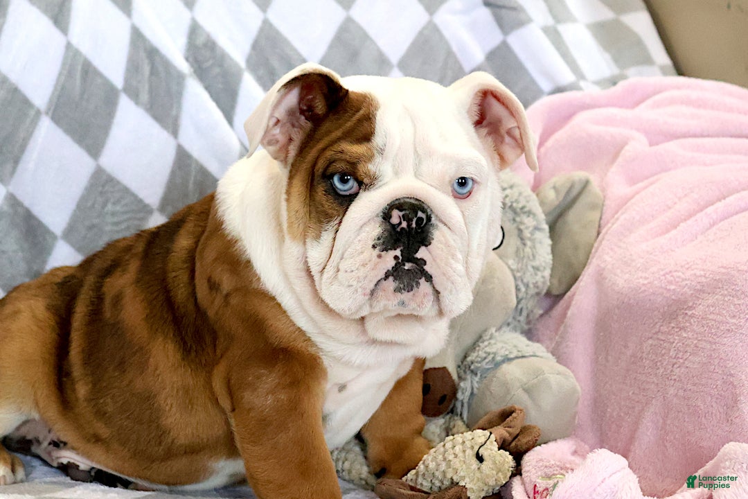 English Bulldog dogs for sale: English Bulldog Puppy 1 - Ad 8