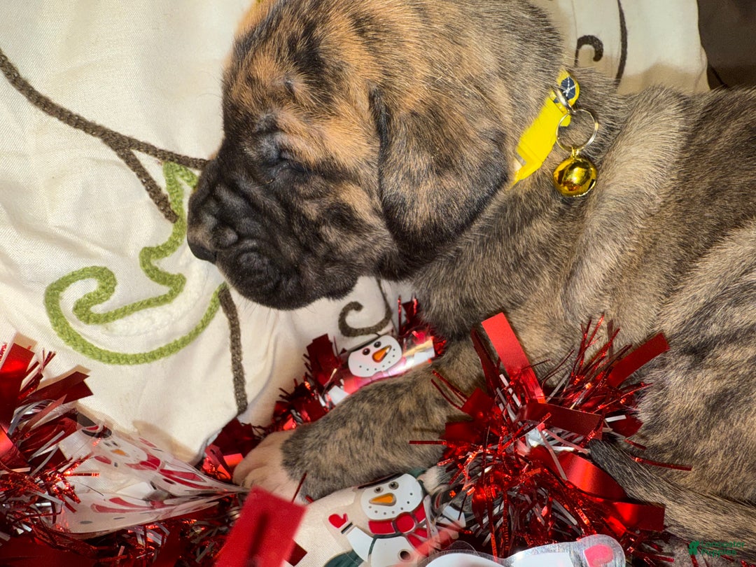 Great Dane dogs for sale: Francine - Ad 2