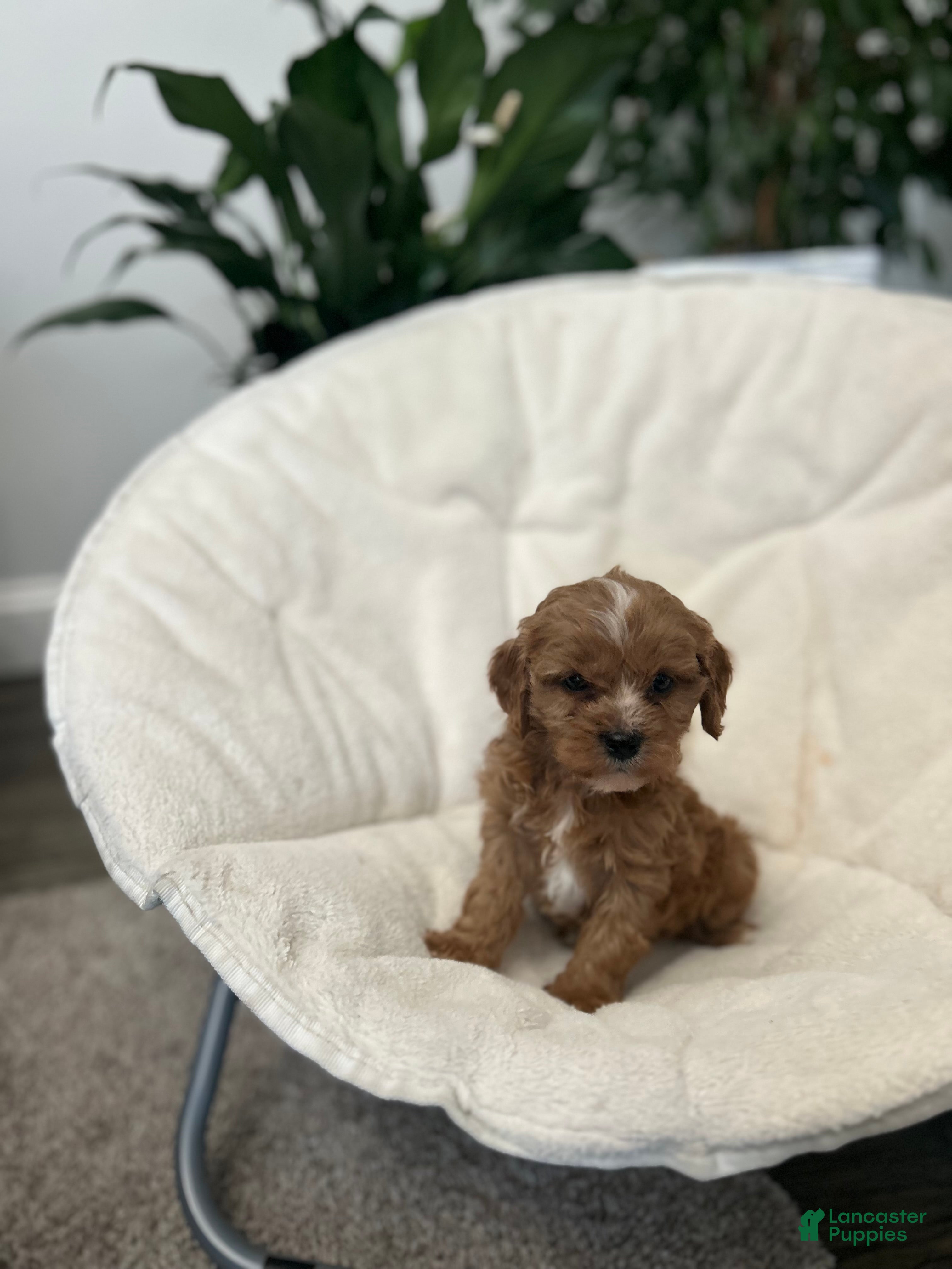 Cavapoo dogs Cavapoo Puppy 3 - Ad 39