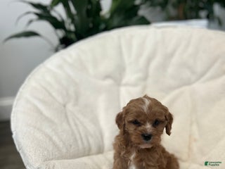 Cavapoo dogs Cavapoo Puppy 3 - Ad 35