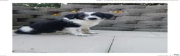 Bernedoodle dogs for sale: Mitch - Ad 3