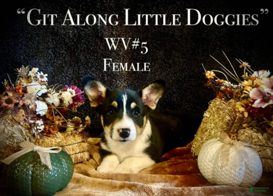 Welsh Corgi Pembroke dogs for sale: WV#4 - Ad 6