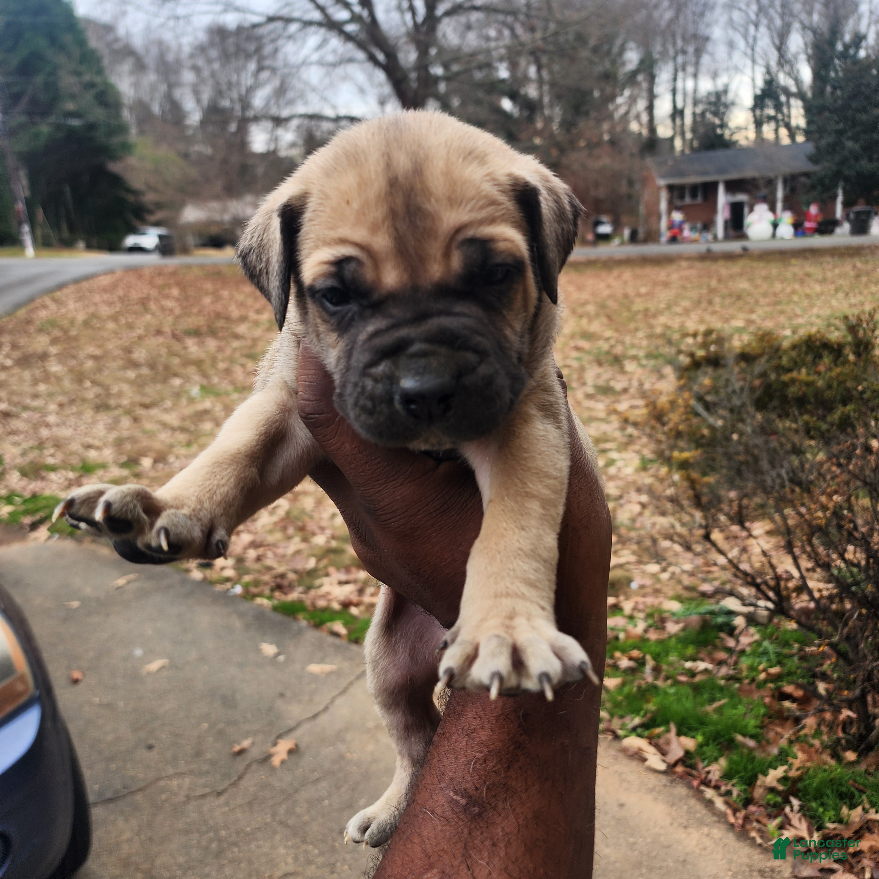 South African Boerboels dogs Mark - Ad 3