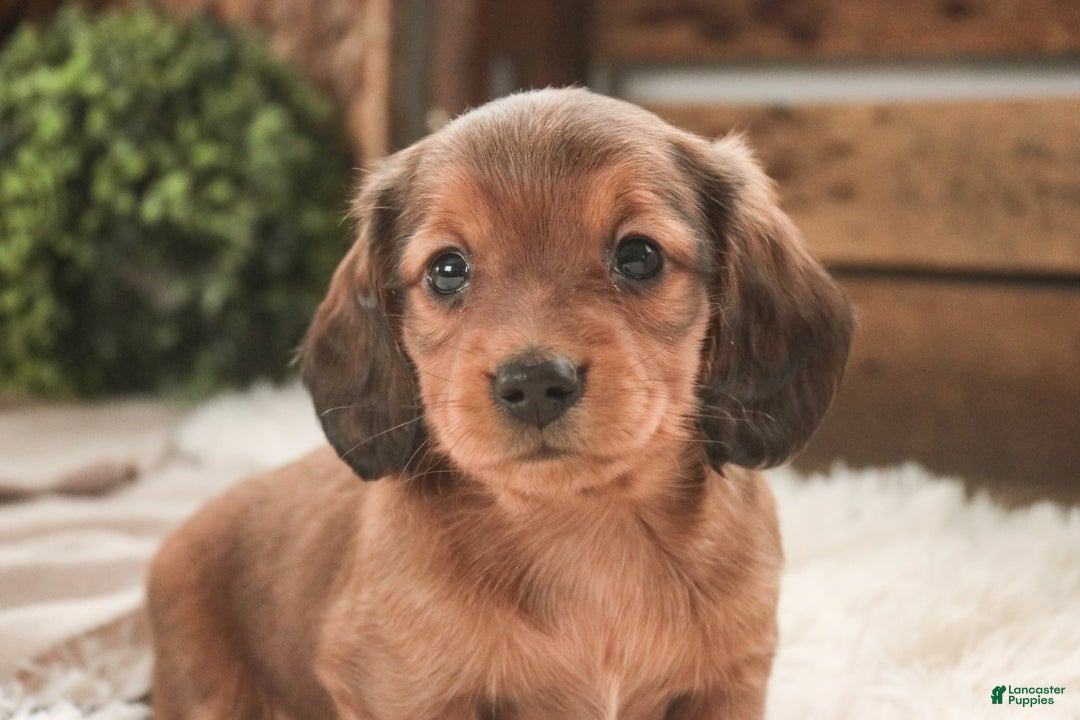 Miniature Dachshund dogs for sale: Gingerbread - Ad 7